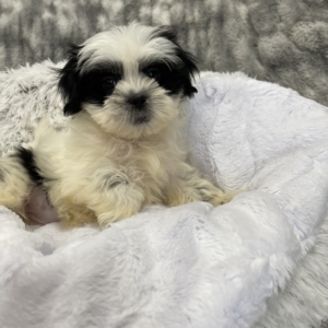 puppies for sale in boca raton