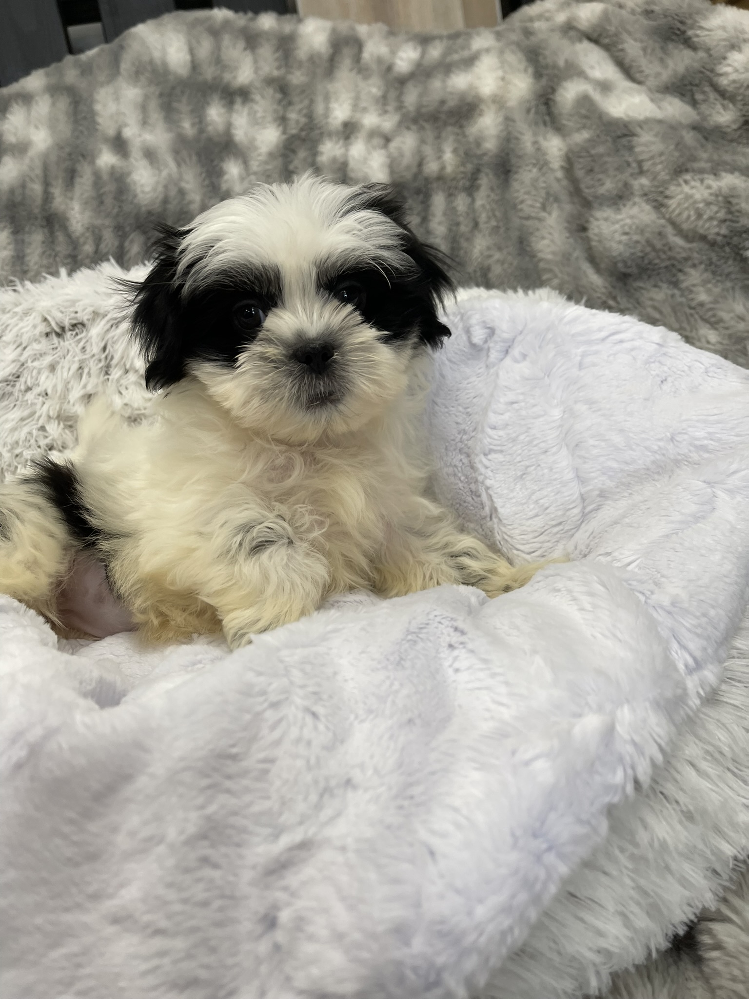 IMG_3639 Shasta (Shih-Tzu)