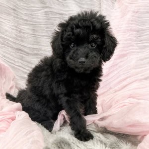 puppies for sale in boca raton