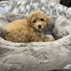 puppies for sale in boca raton