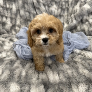 puppies for sale in boca raton