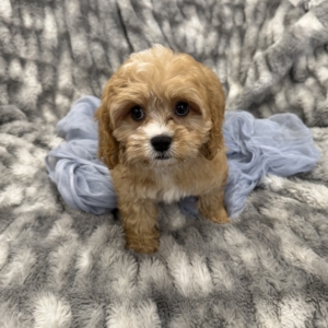 Calvin Klein (Cavapoo)