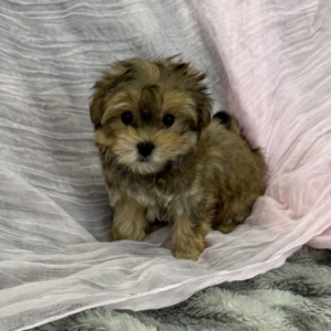 Rigatoni (Morkie)