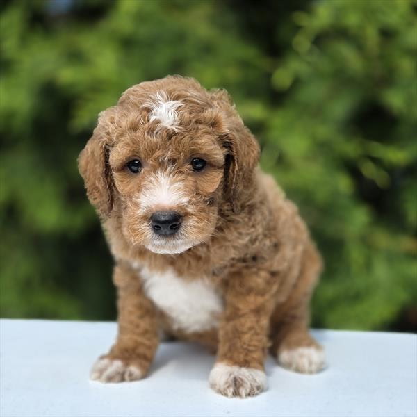 1782933414437 Thunder (Mini Golden Doodle) Still With Mommy