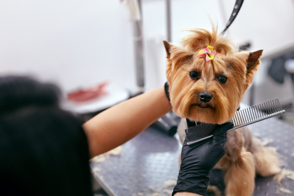 What Are the Benefits of Regular Dog Grooming?