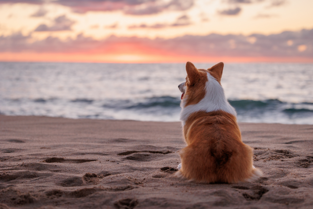 How Can I Keep My Dog's Coat Healthy in Florida?