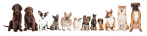 puppies for sale in boca raton