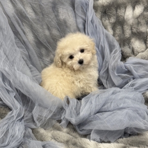 puppies for sale in boca raton