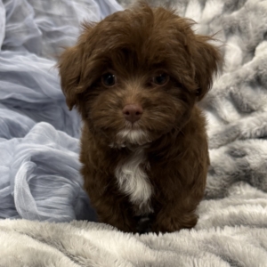 puppies for sale in boca raton