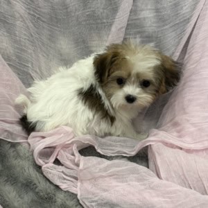 puppies for sale in boca raton