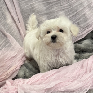 puppies for sale in boca raton
