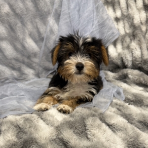 puppies for sale in boca raton