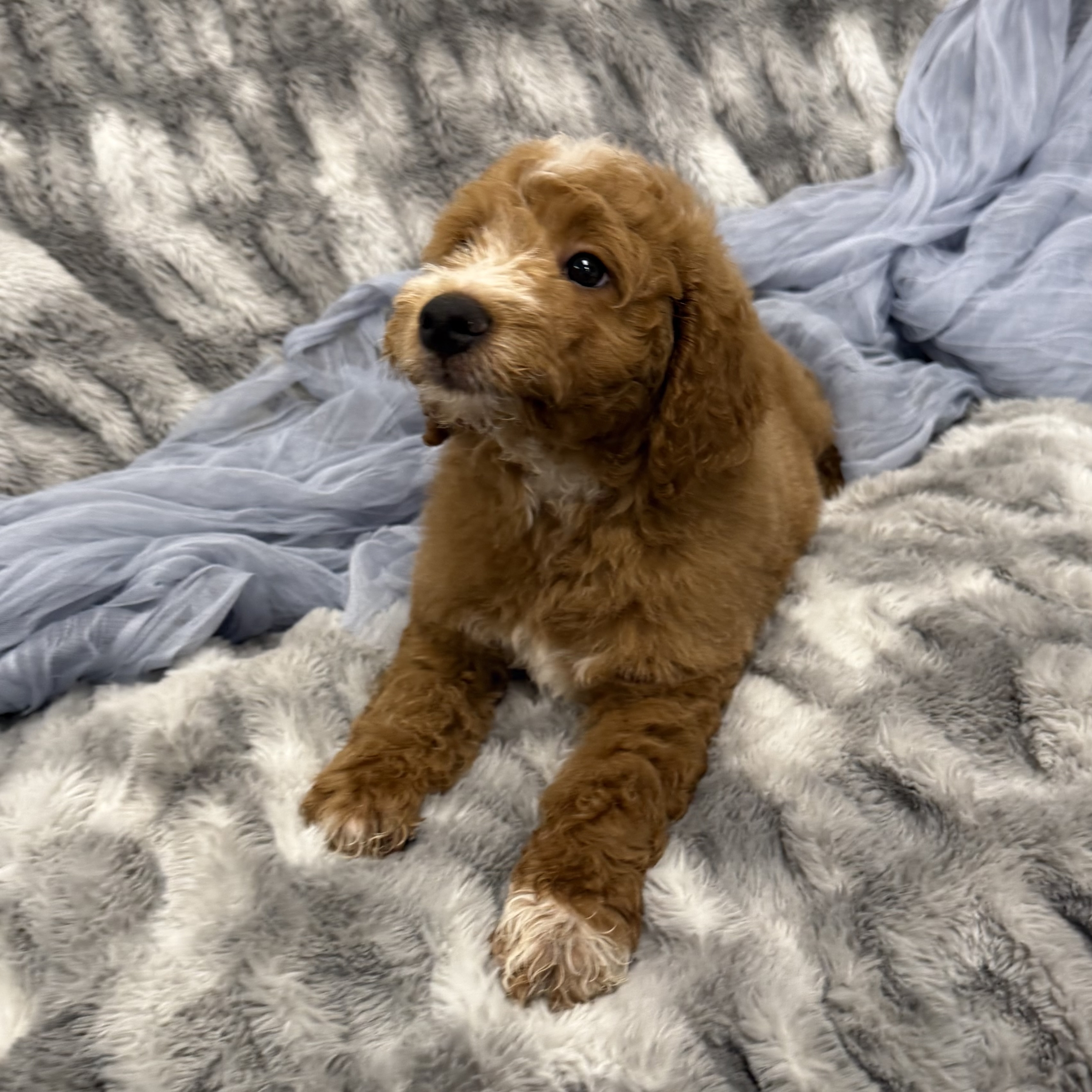 IMG_0459 Thunder (Mini Golden Doodle) - Image 3