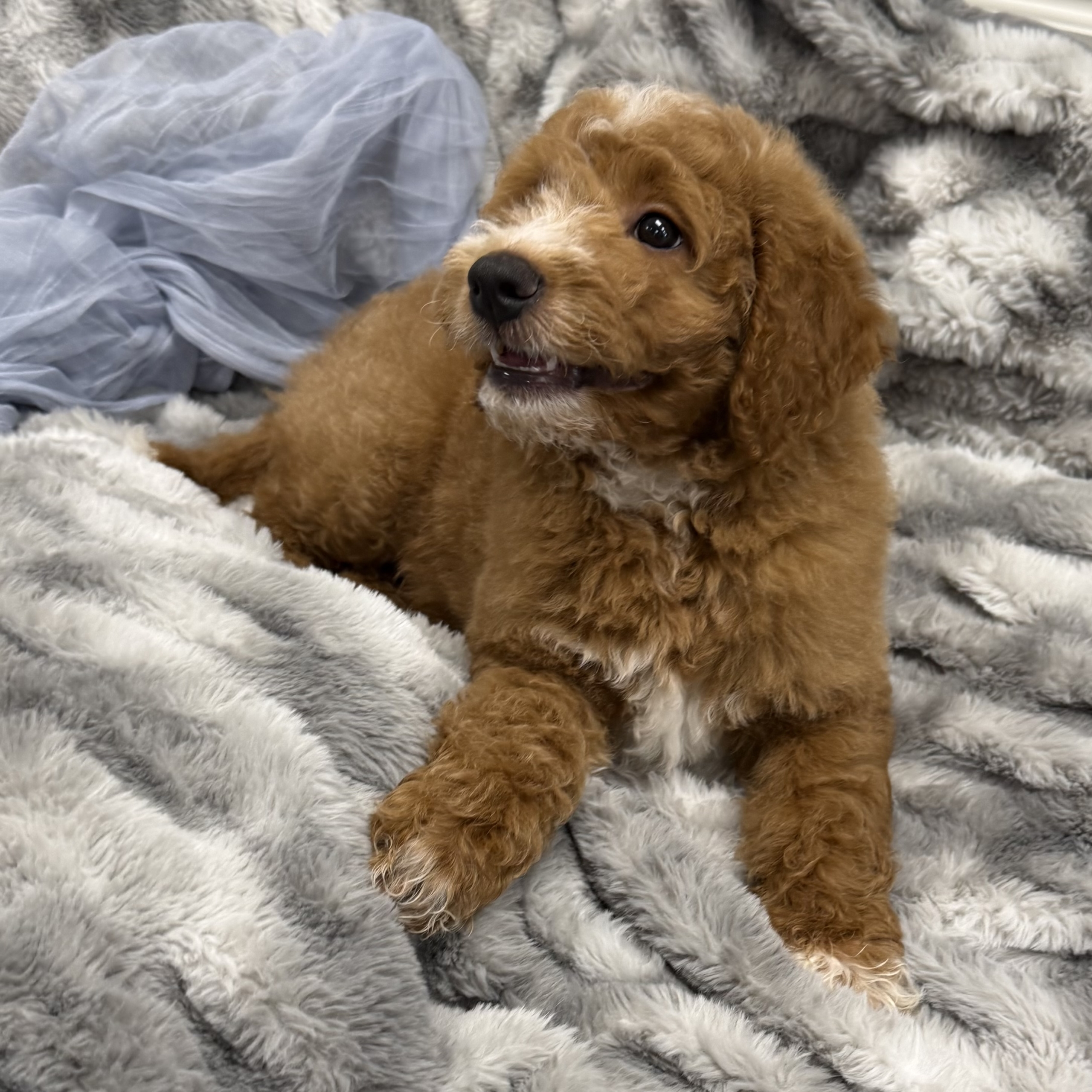 IMG_0474 Thunder (Mini Golden Doodle) - Image 4