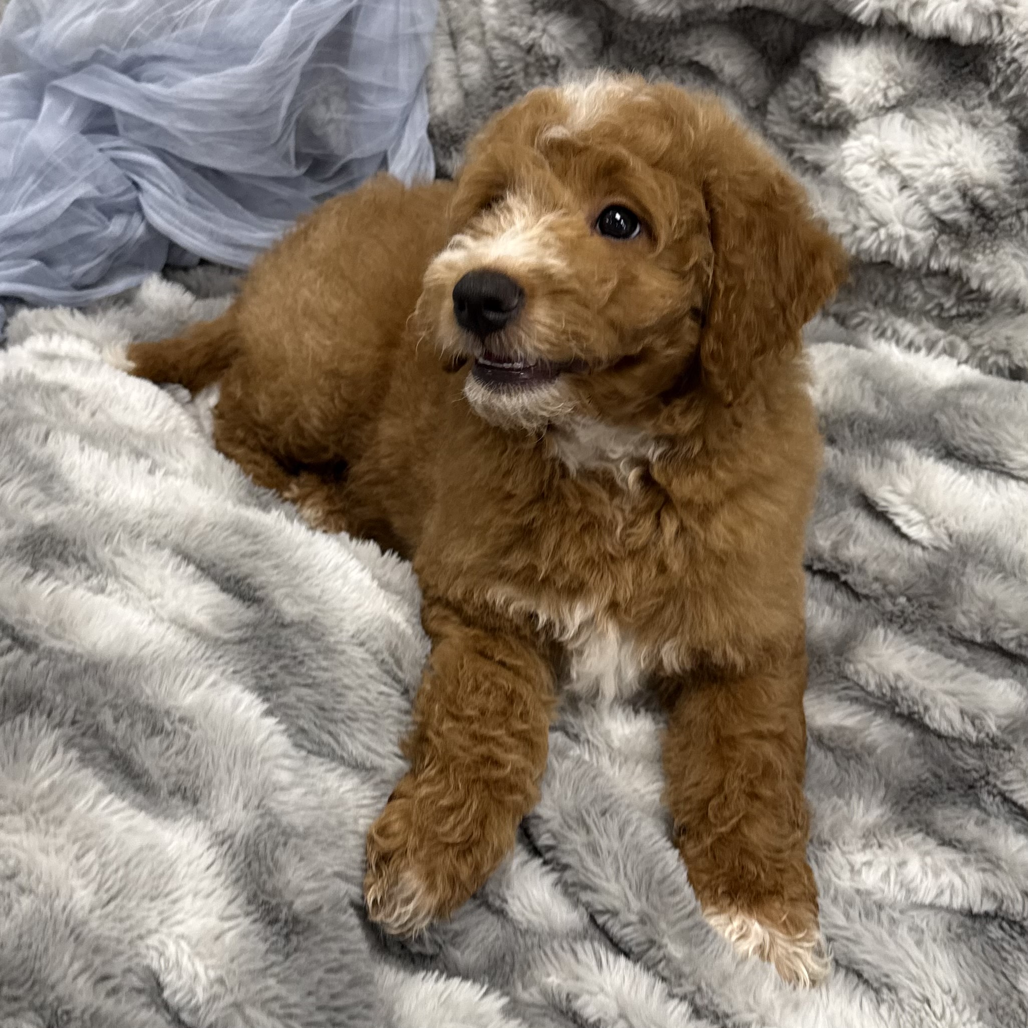 IMG_0476 Thunder (Mini Golden Doodle) - Image 9