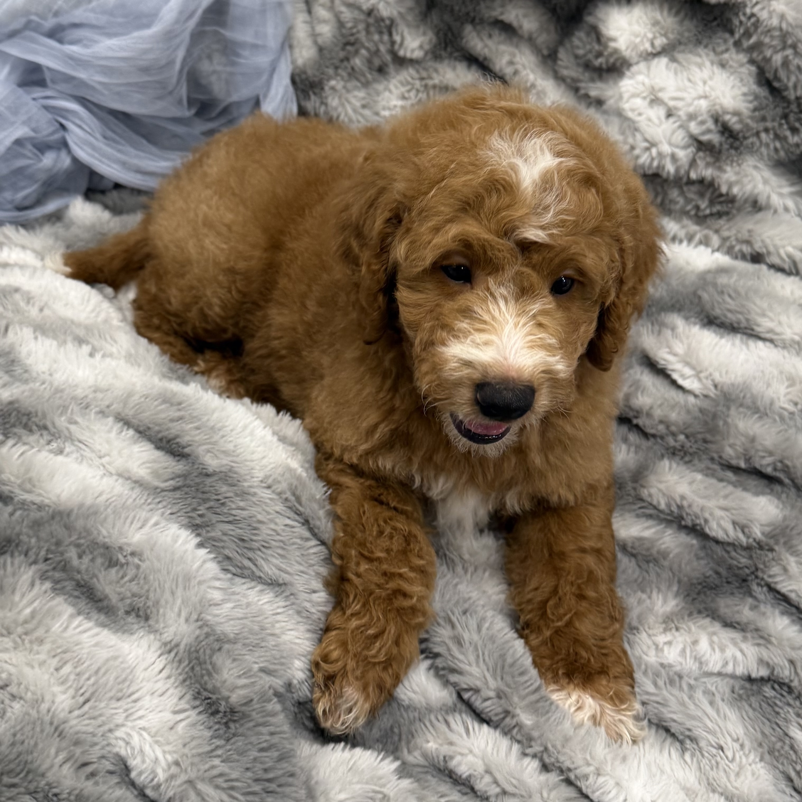 IMG_0477 Thunder (Mini Golden Doodle) - Image 8