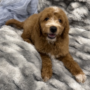 puppies for sale in boca raton