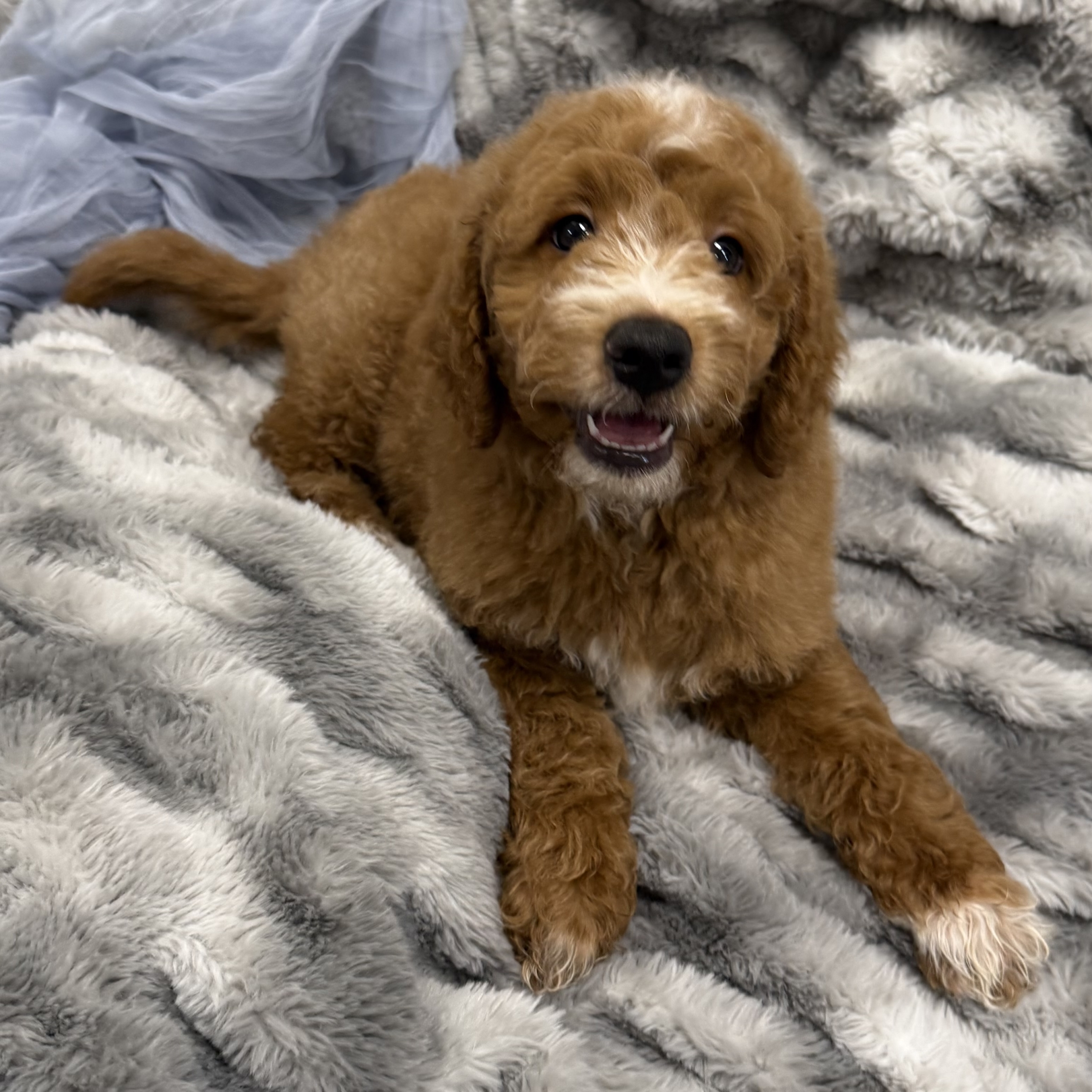 IMG_0479 Thunder (Mini Golden Doodle)