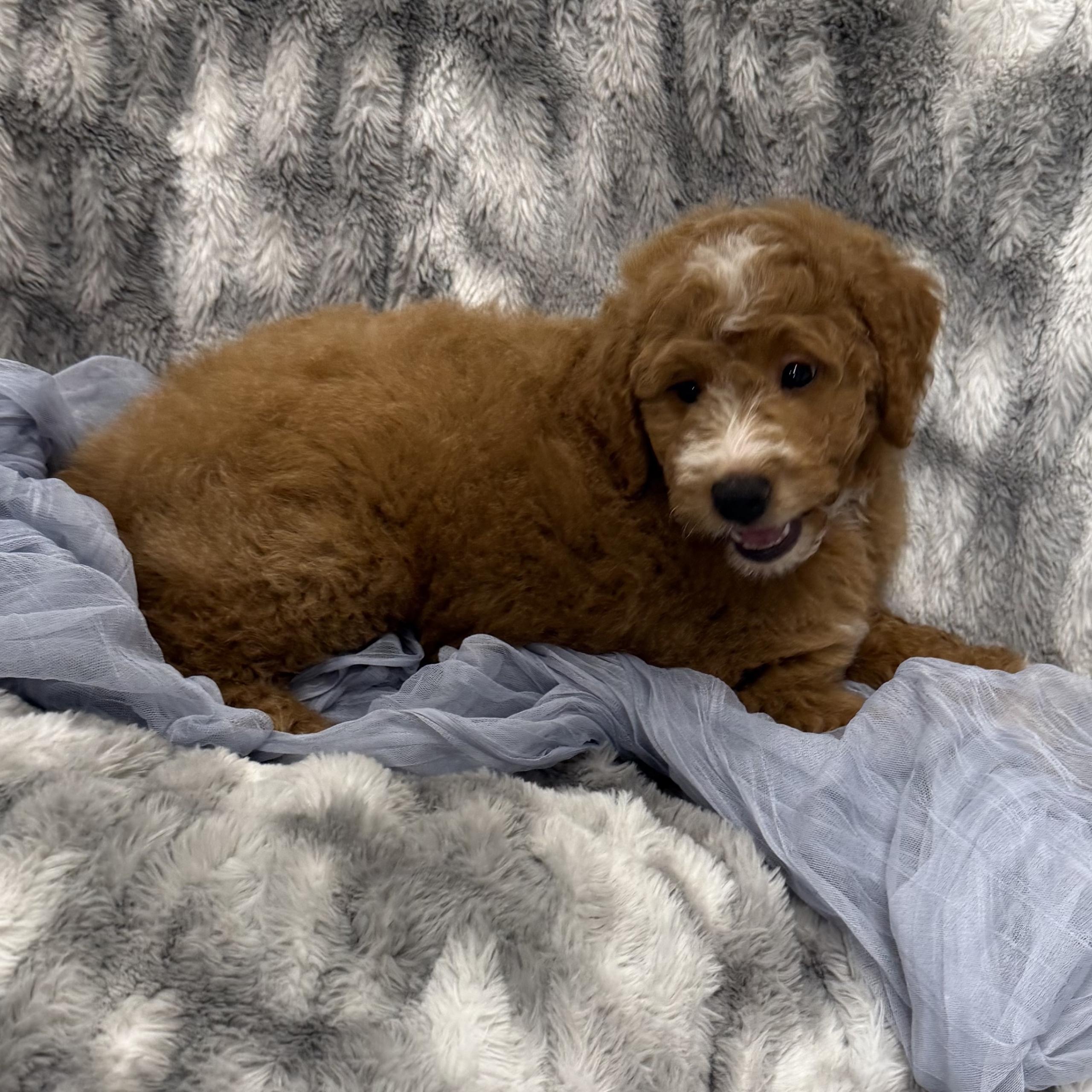 IMG_0484 Thunder (Mini Golden Doodle) - Image 5