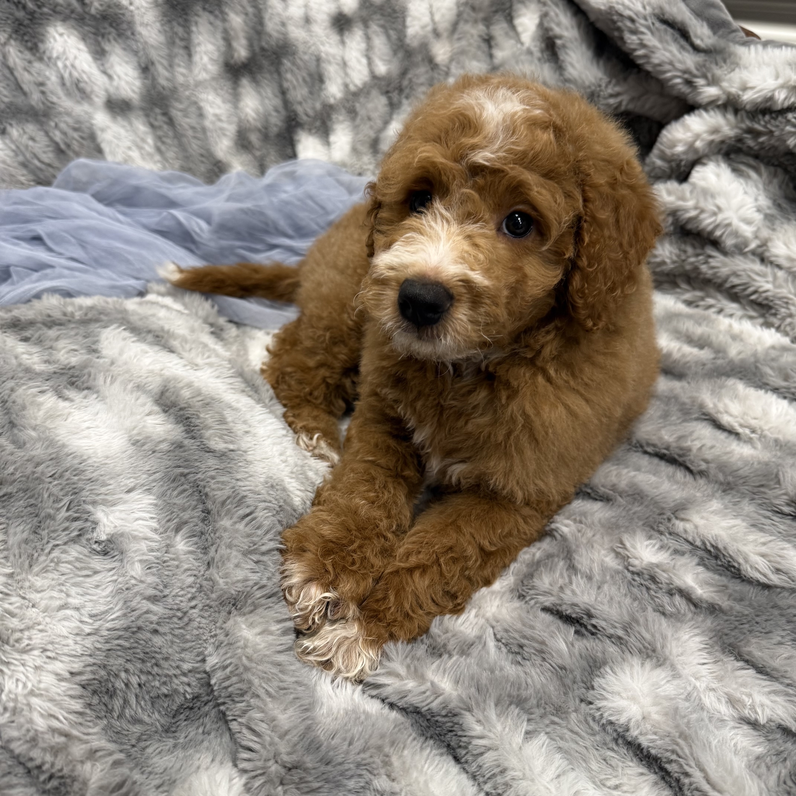 IMG_0491 Thunder (Mini Golden Doodle) - Image 7