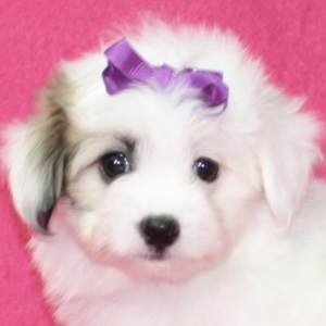 puppies for sale in boca raton