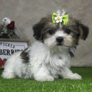 puppies for sale in boca raton