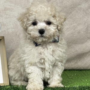 puppies for sale in boca raton