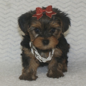 puppies for sale in boca raton