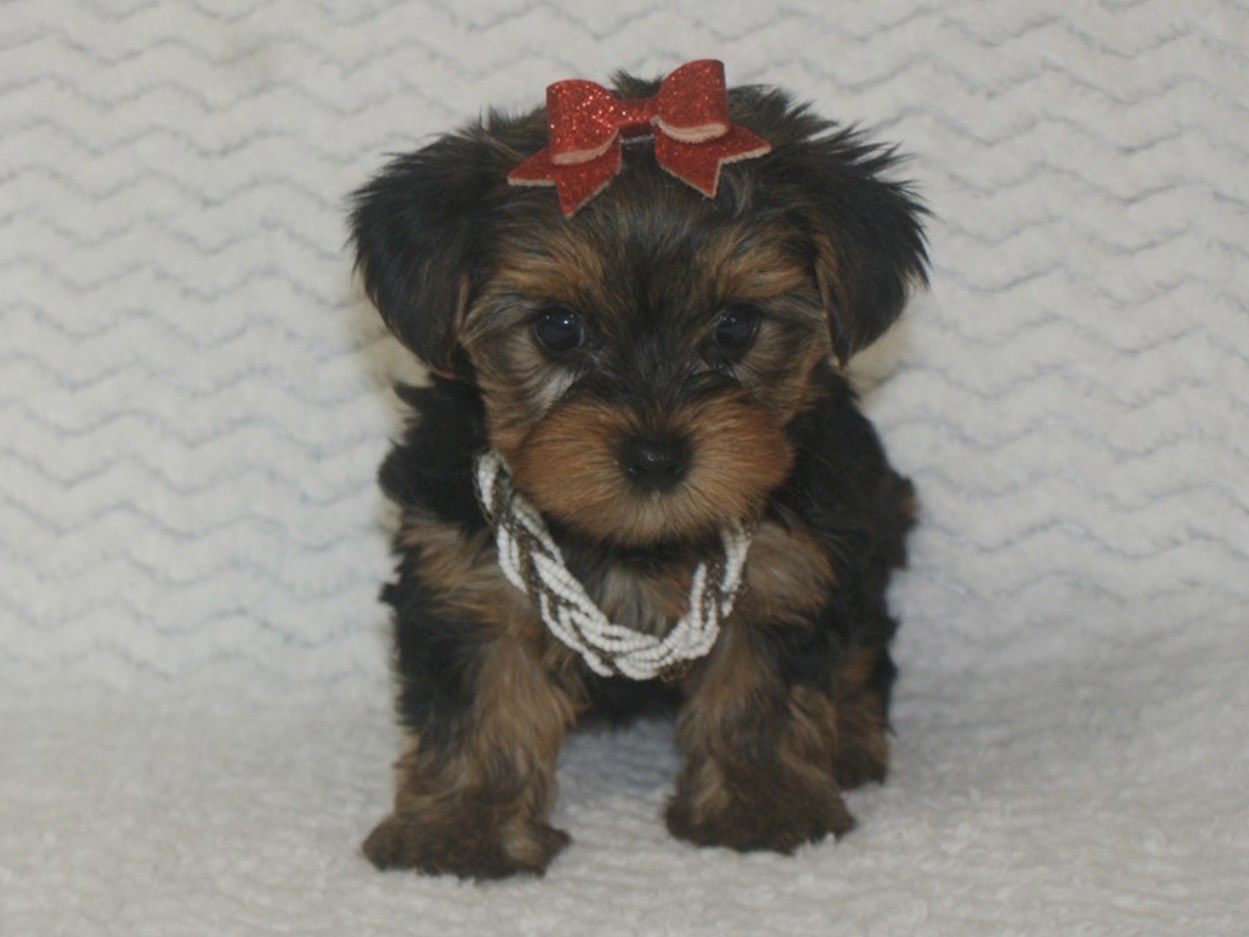 Screenshot Zelda (Yorkie) Still With Mommy