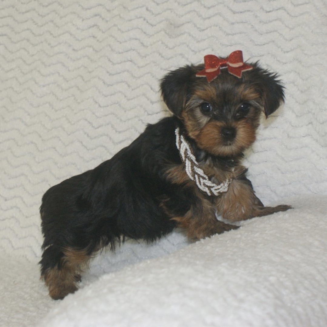 Screenshot Zelda (Yorkie) Still With Mommy - Image 3