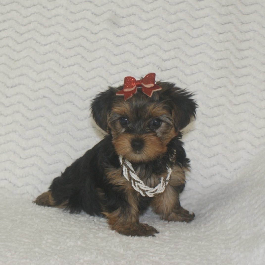 Screenshot Zelda (Yorkie) Still With Mommy - Image 2