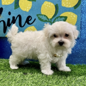 puppies for sale in boca raton
