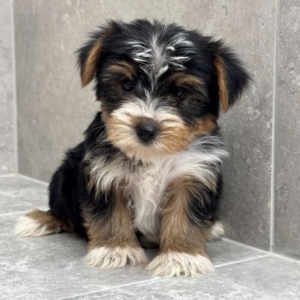 puppies for sale in boca raton