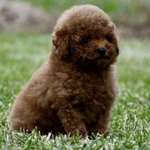 puppies for sale in boca raton