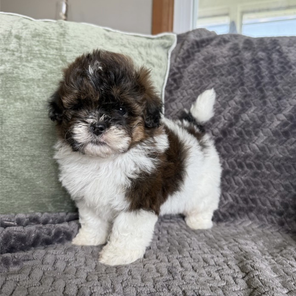 Screenshot Oliver (Shih-Poo) Still With Mommy