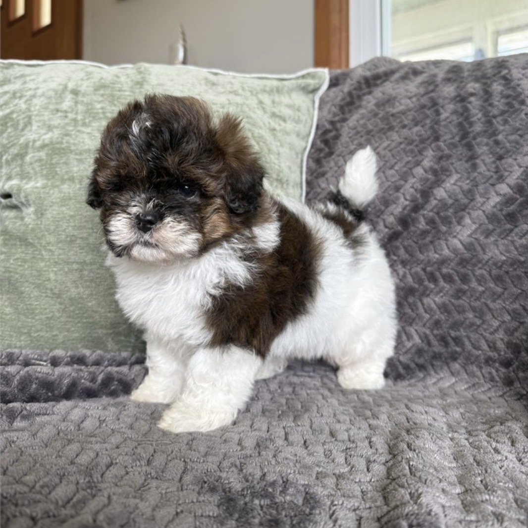 Screenshot Oliver (Shih-Poo) Still With Mommy - Image 2