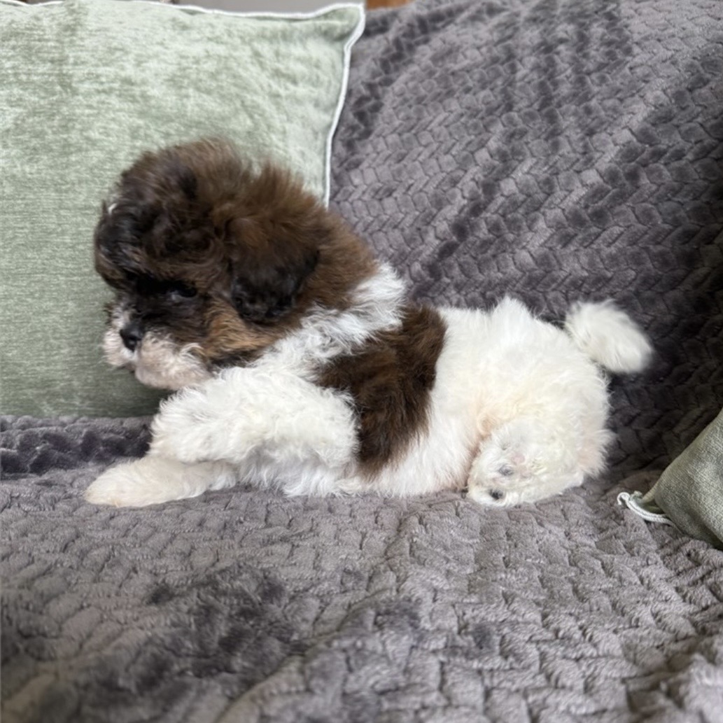 Screenshot Oliver (Shih-Poo) Still With Mommy - Image 4