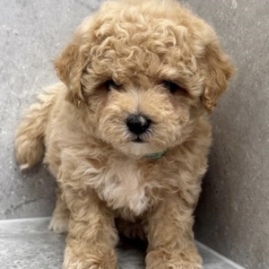 puppies for sale in boca raton