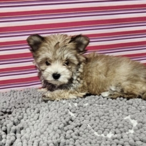 puppies for sale in boca raton