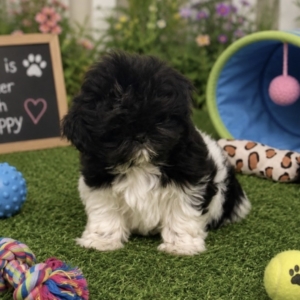 puppies for sale in boca raton