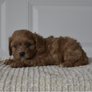 puppies for sale in boca raton