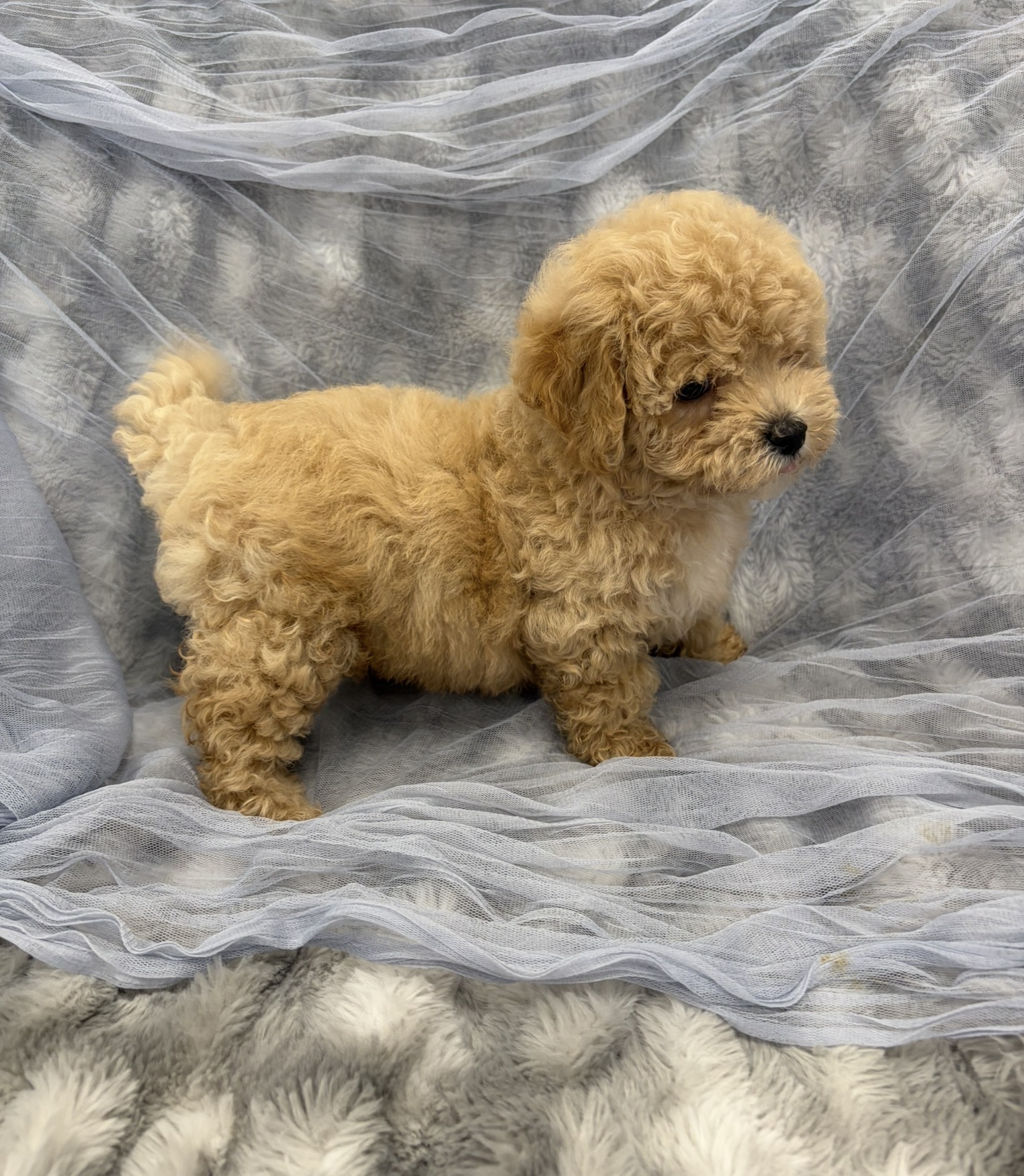 Screenshot Goose (Bichapoo) - Image 5