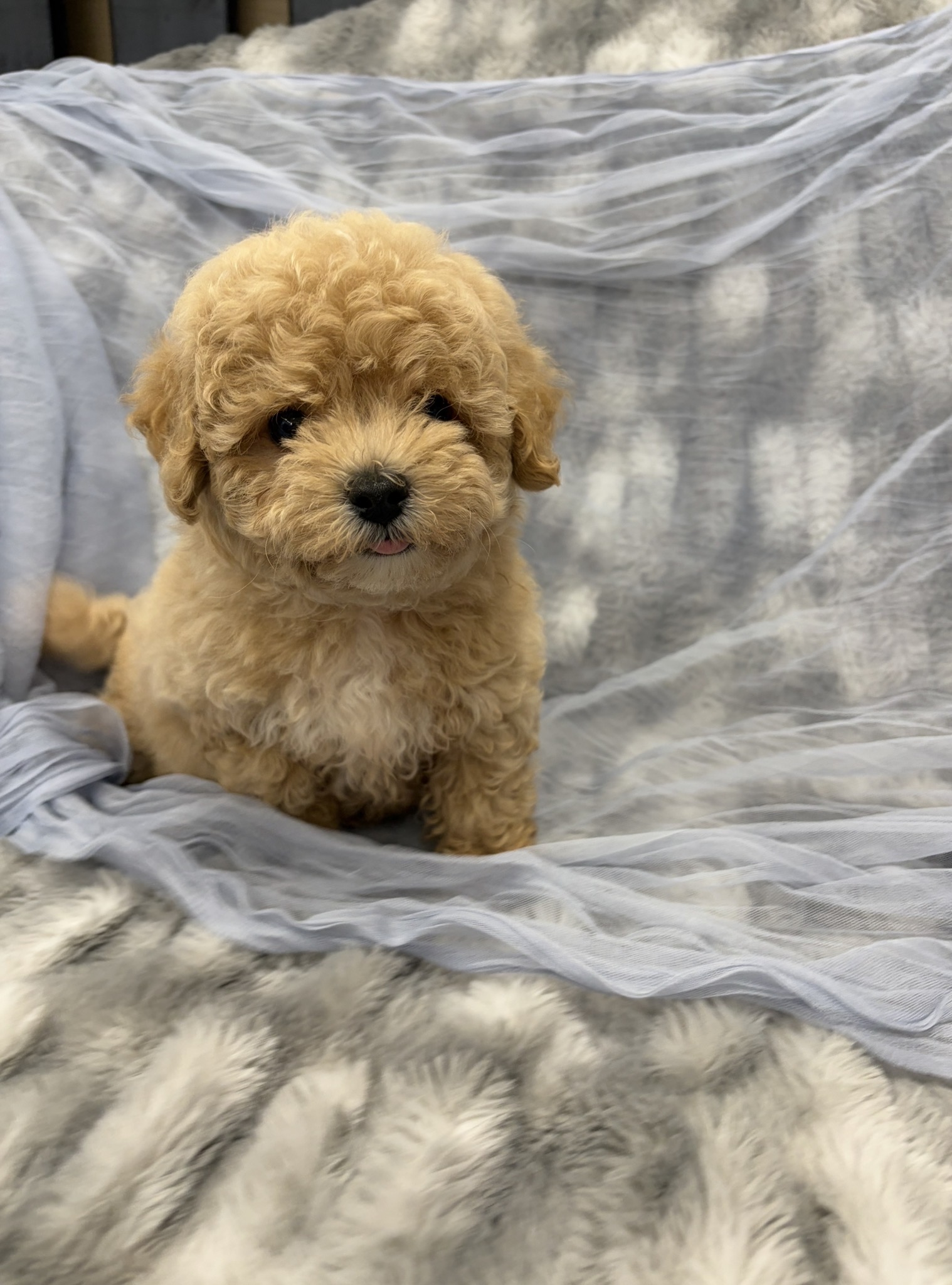 Screenshot Goose (Bichapoo) - Image 2