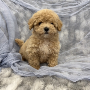 puppies for sale in boca raton