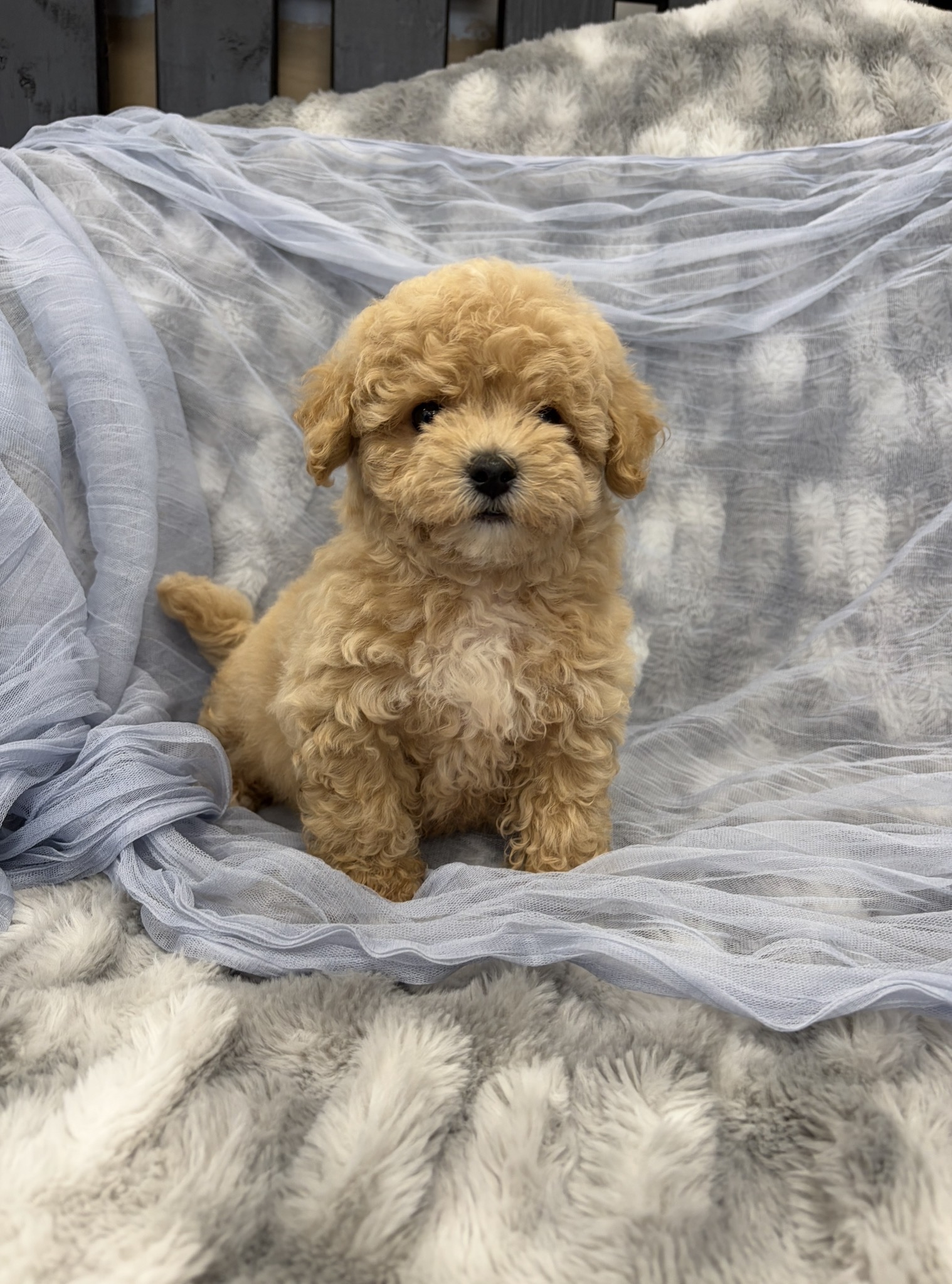 Screenshot Goose (Bichapoo)