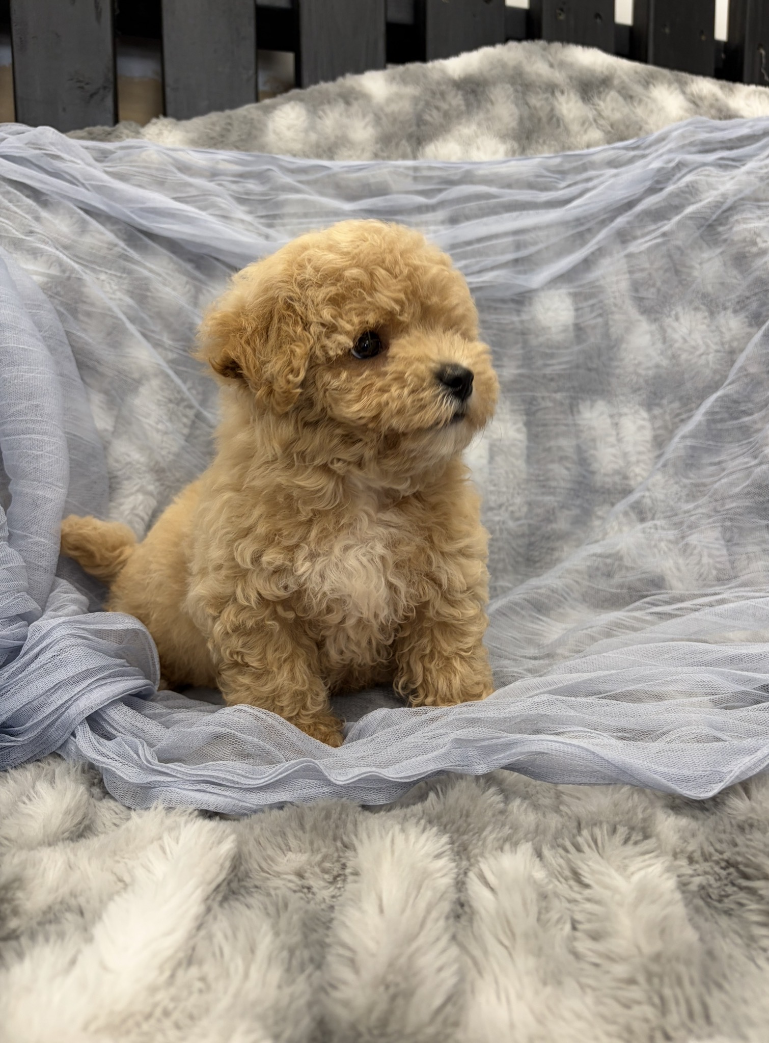 Screenshot Goose (Bichapoo) - Image 4