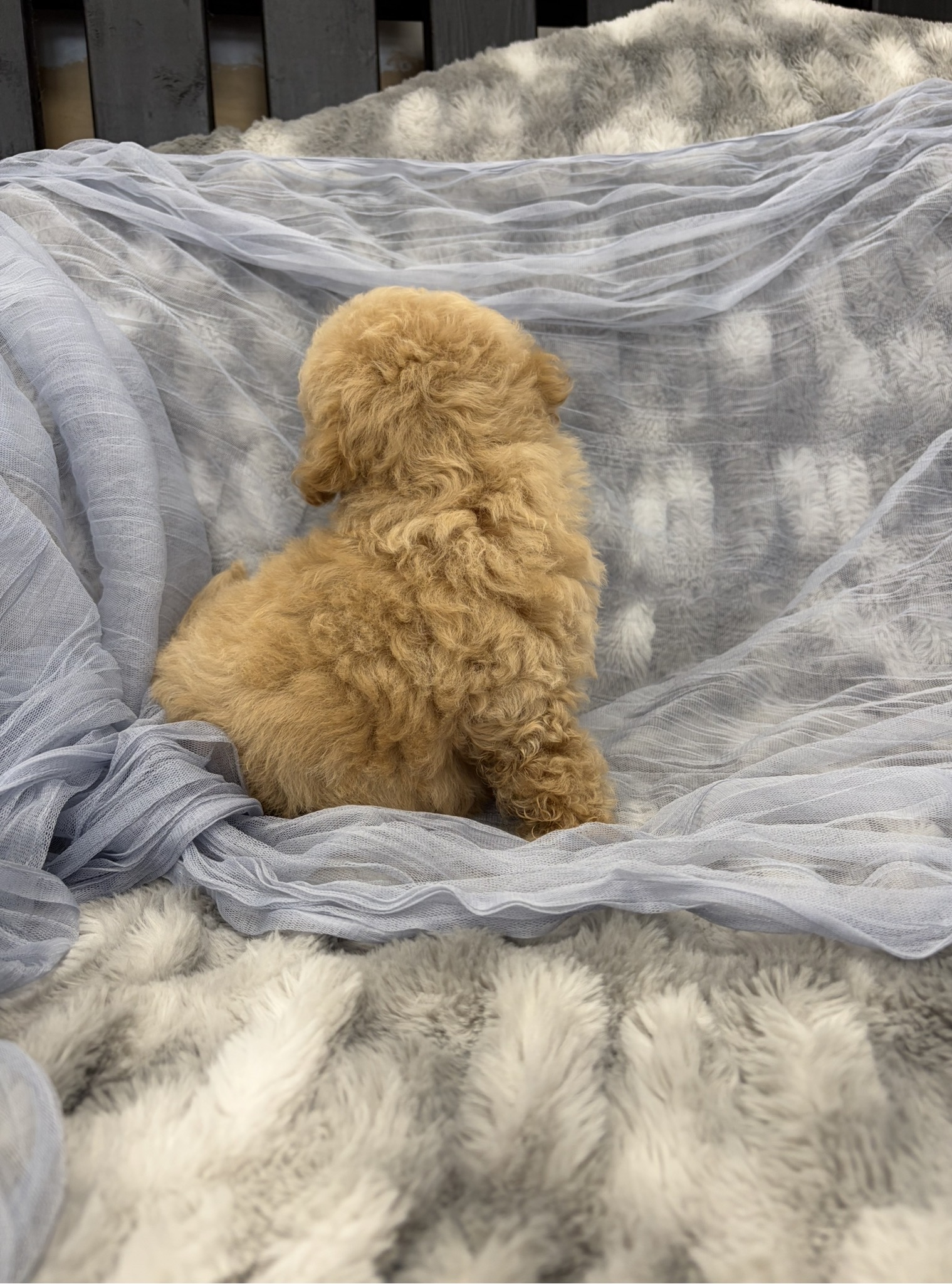 Screenshot Goose (Bichapoo) - Image 7