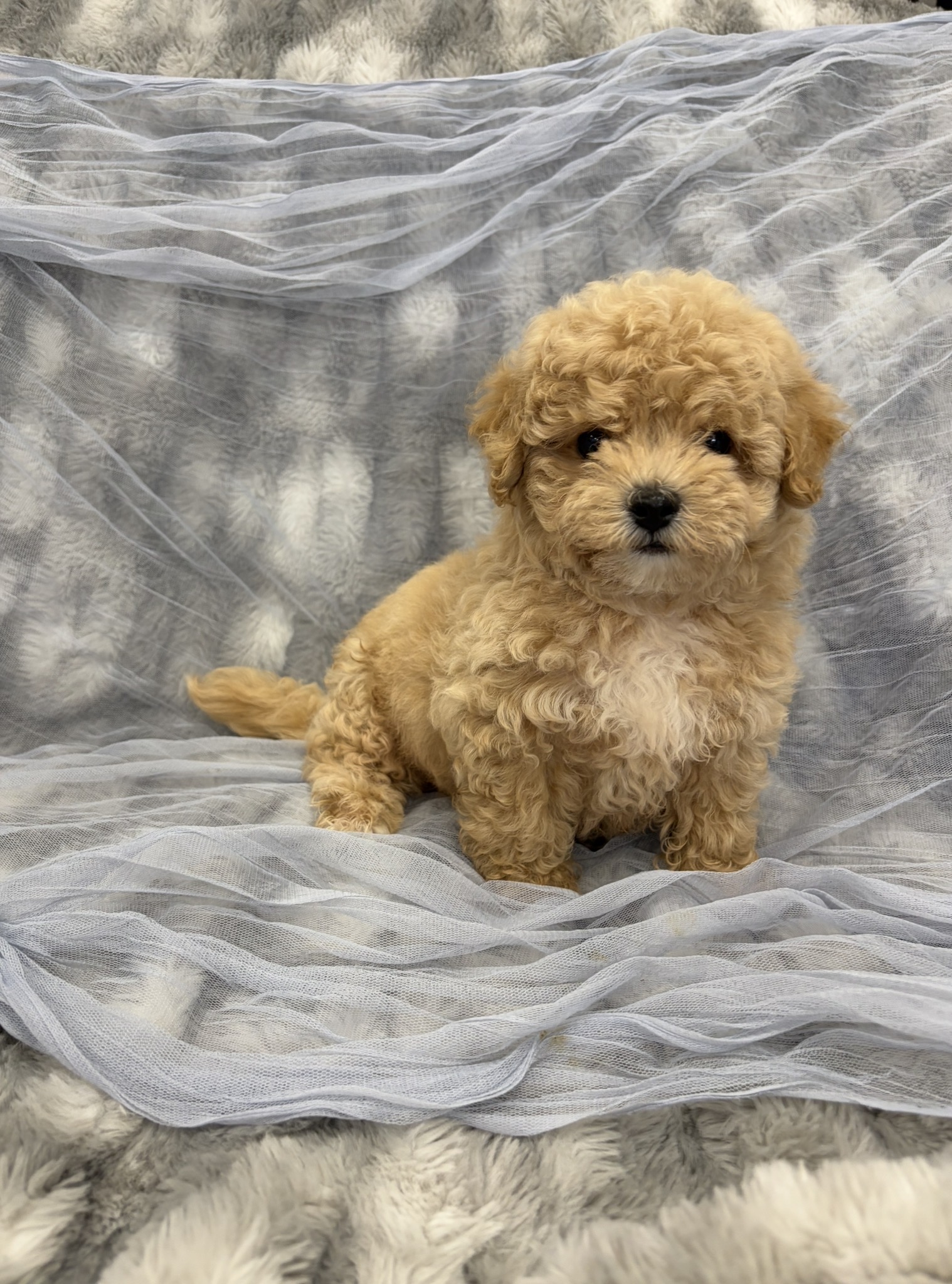 Screenshot Goose (Bichapoo) - Image 6