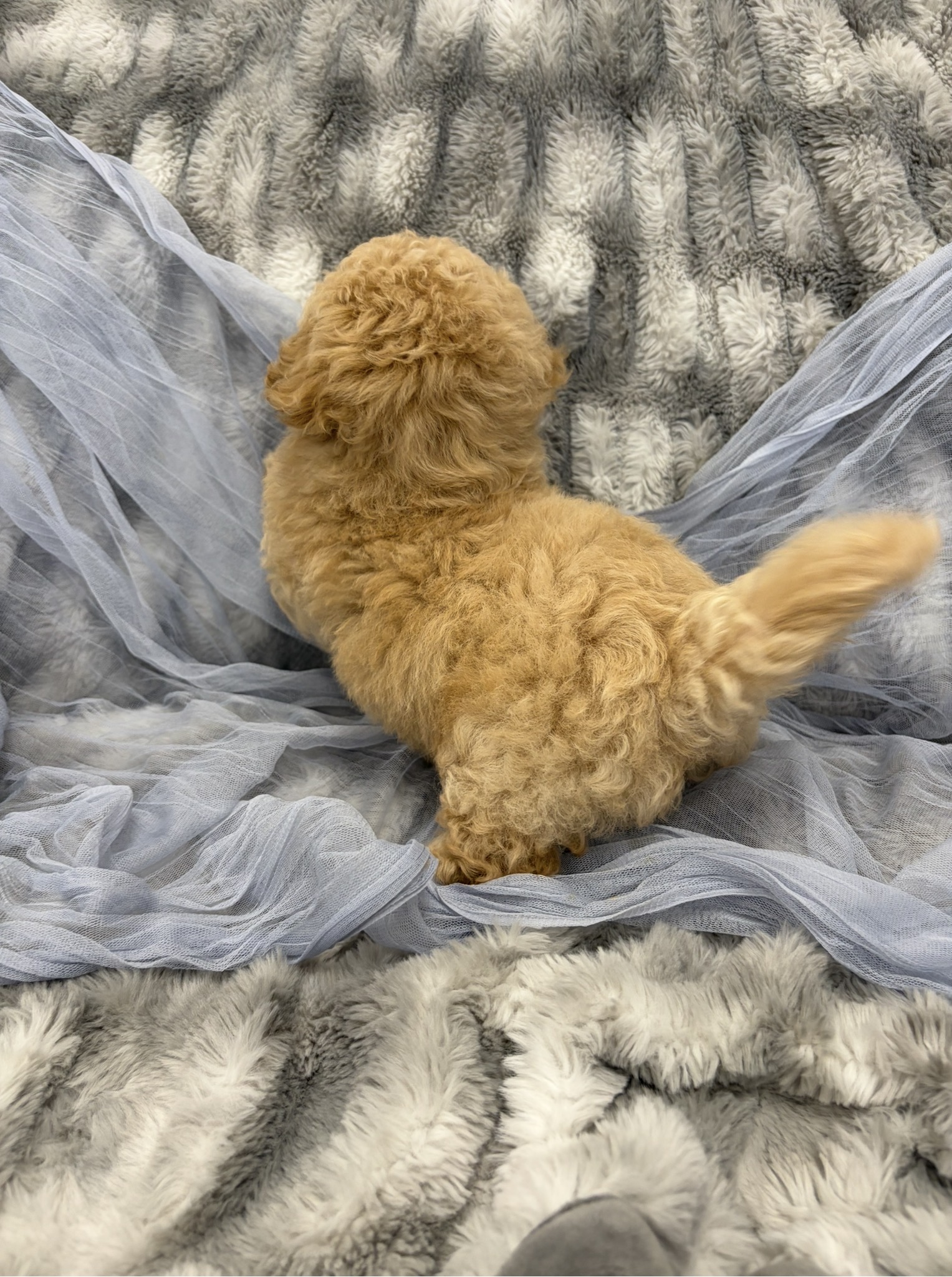 Screenshot Goose (Bichapoo) - Image 3