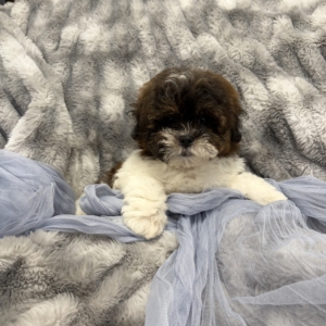 puppies for sale in boca raton